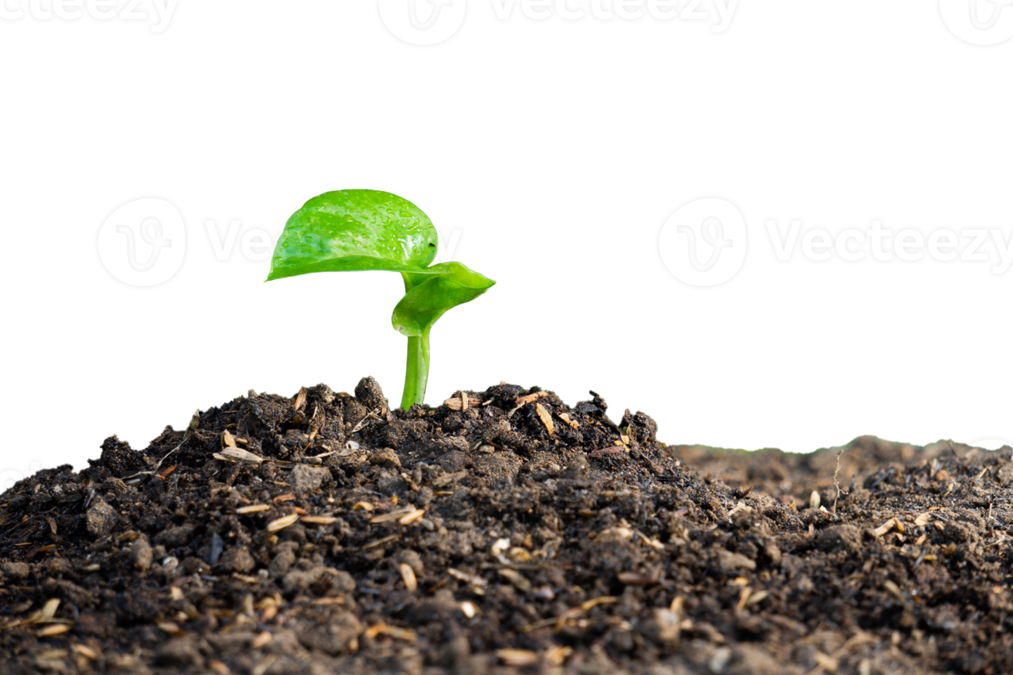 plant in soil isolated png