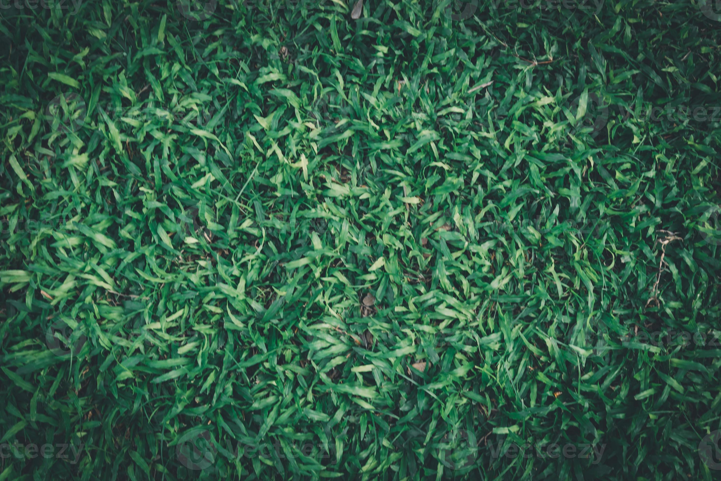 Green grass background, texture, pattern.Top view fresh dark 17185765