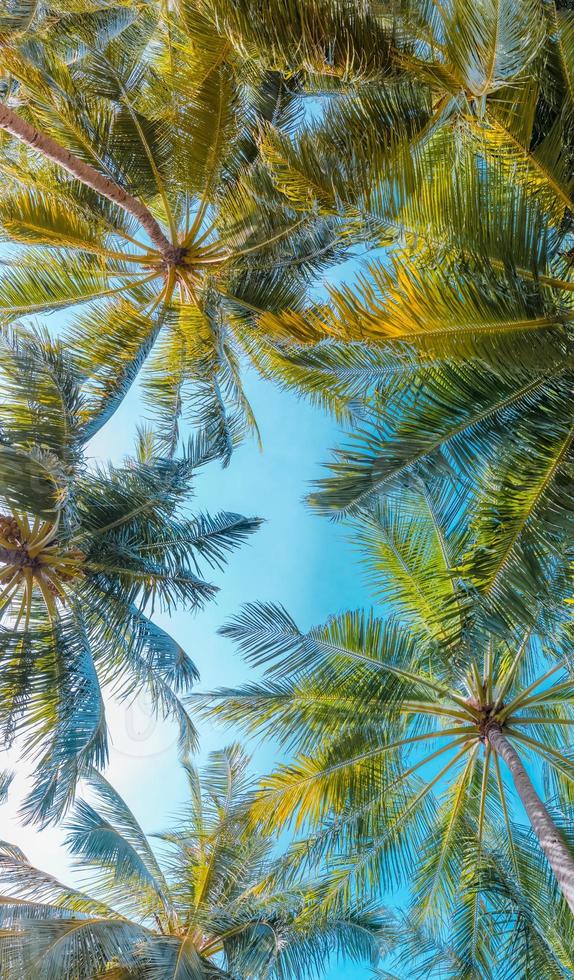 Tropical trees background concept. Coco palms and peaceful blue sky. Exotic summer nature background, green leaves, natural landscape. Summer tropical island, holiday or vacation pattern photo