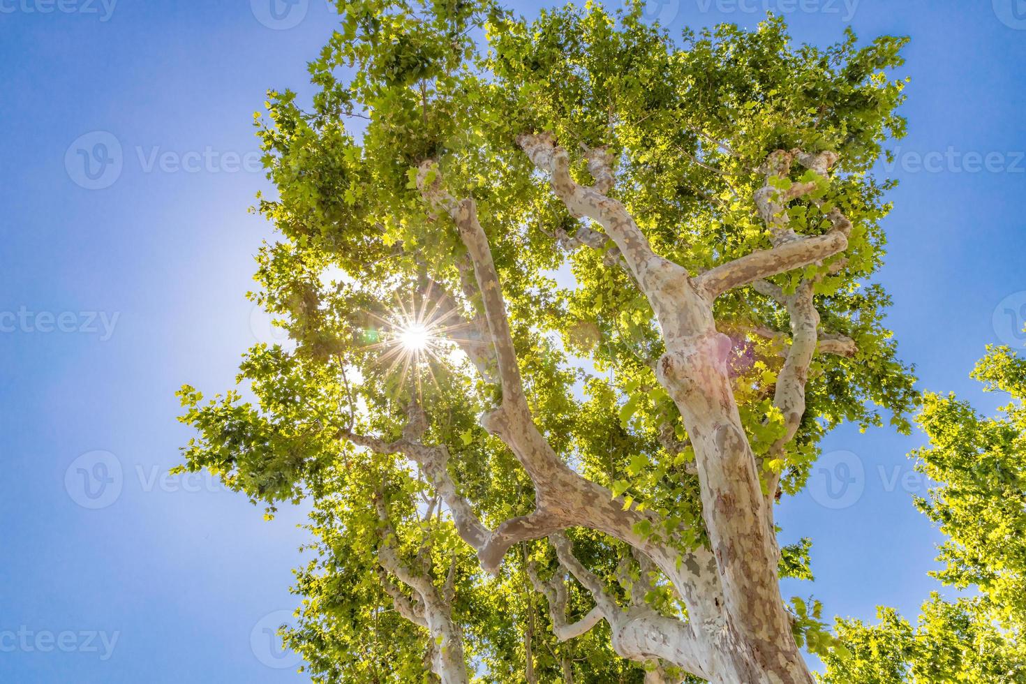 Maple trees in sunlight against blue sky. Natural view from above with lens flare, sun rays. Beautiful nature, tree, recreational spring summer view, park sunny day photo