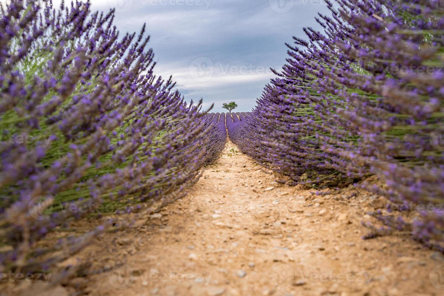 Lavender bushes closeup on evening light. Purple flowers of lavender. Provence region of France. Lavender bushes closeup sunset. Purple bushes of lavender in the garden. Closeup summer nature photo