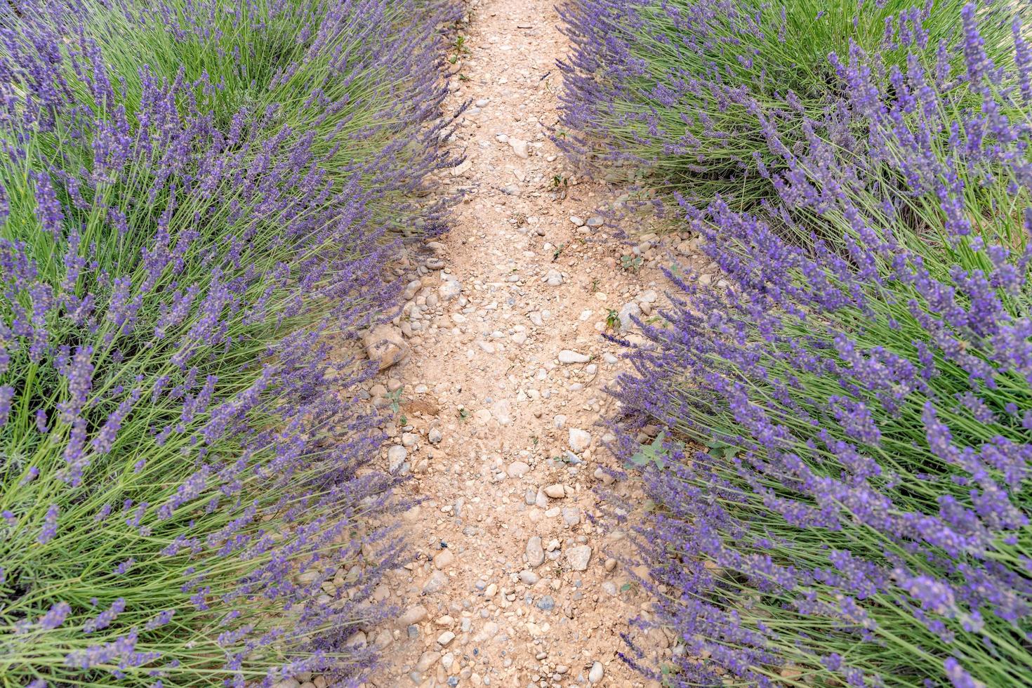 Lavender bushes closeup on evening light. Purple flowers of lavender. Provence region of France. Lavender bushes closeup sunset. Purple bushes of lavender in the garden. Closeup summer nature photo