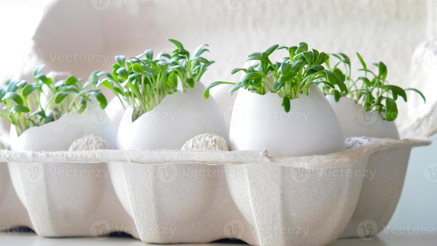 Fresh microgreens watercress grows in an white egg shell in paper egg box. Vegan and healthy eating concept. Creative eco concept. Zero waste. Close-up. Easter banner. photo