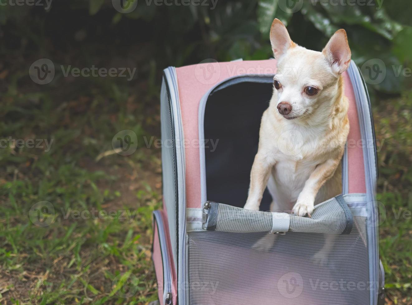 brown short hair chihuahua dog standing  in pet carrier backpack with opened windows outdoor in the garden,  looking away. photo