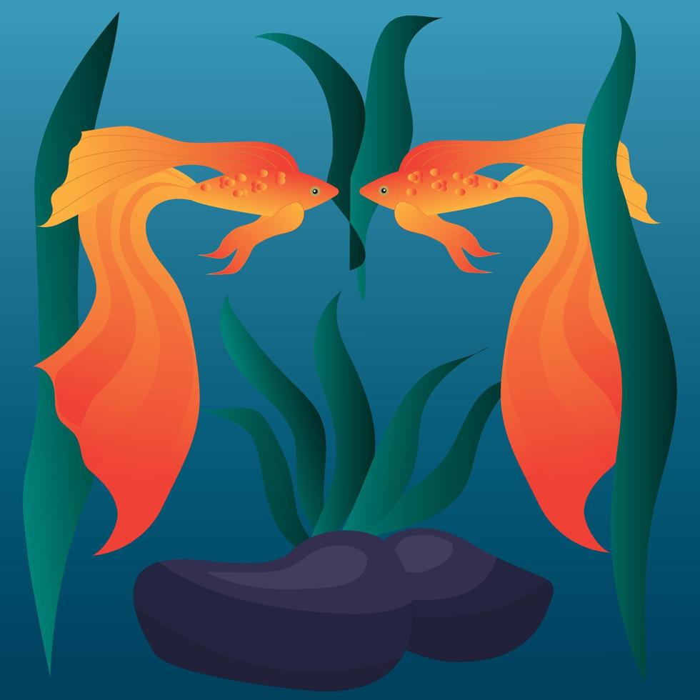 Two goldfish with magnificent tail fins swim among the seaweed. Vector illustration.