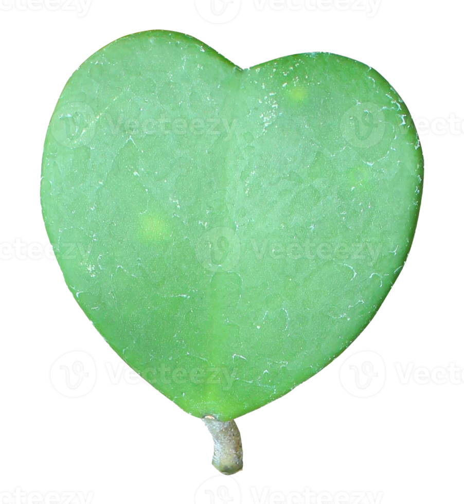 green heart on a leaf png