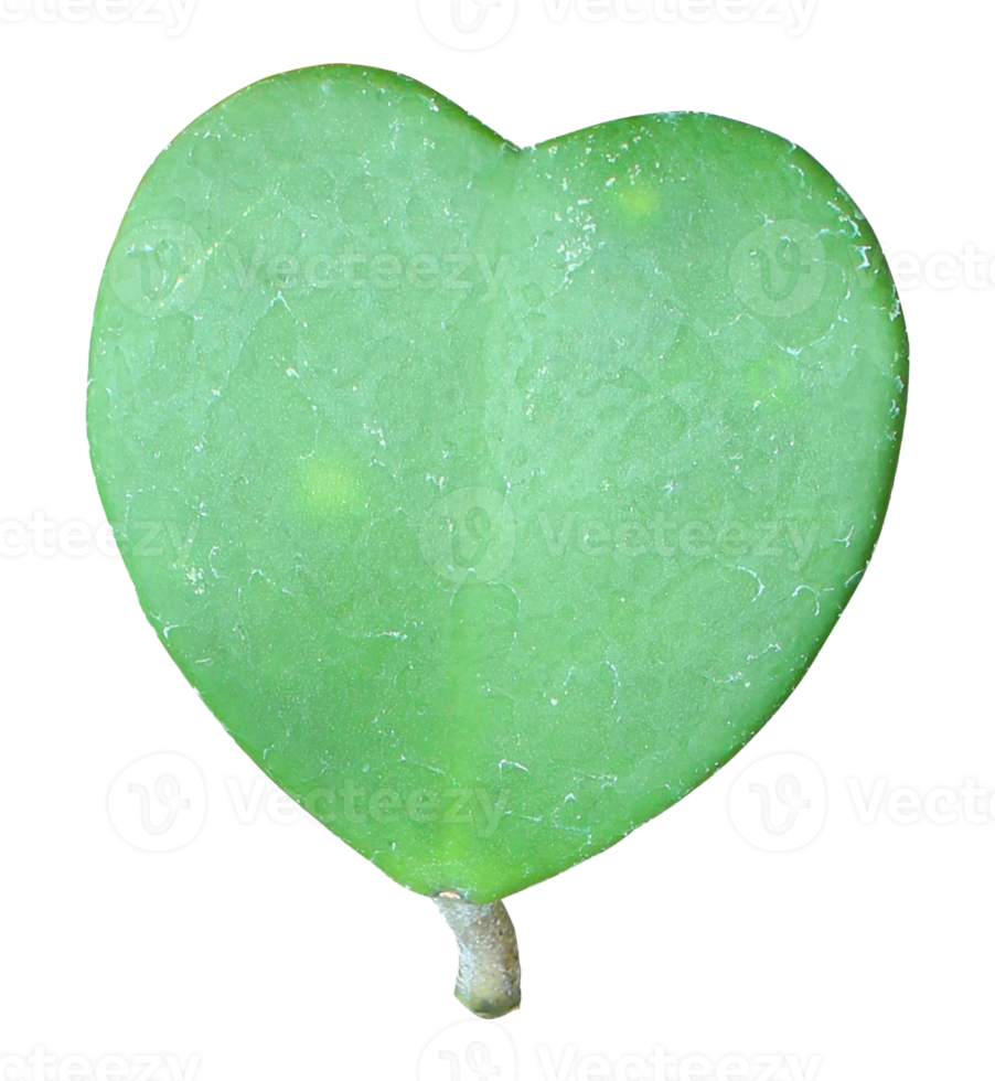 coeur vert sur une feuille png