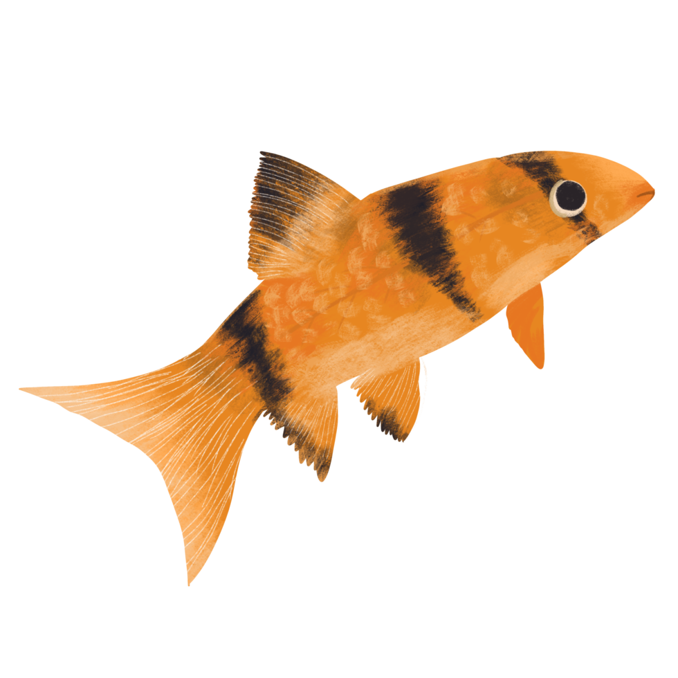 Chromobotia macracanthus, freshwater ornamental fish png