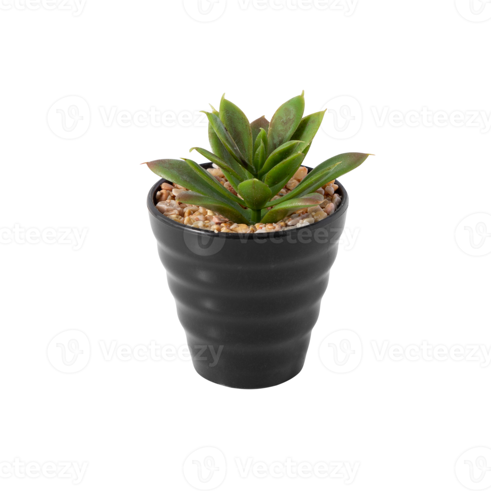 Houseplant in pot cutout, Png file
