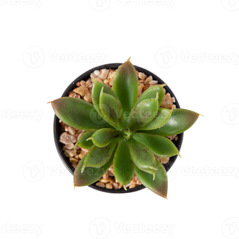 Houseplant in pot cutout, Png file