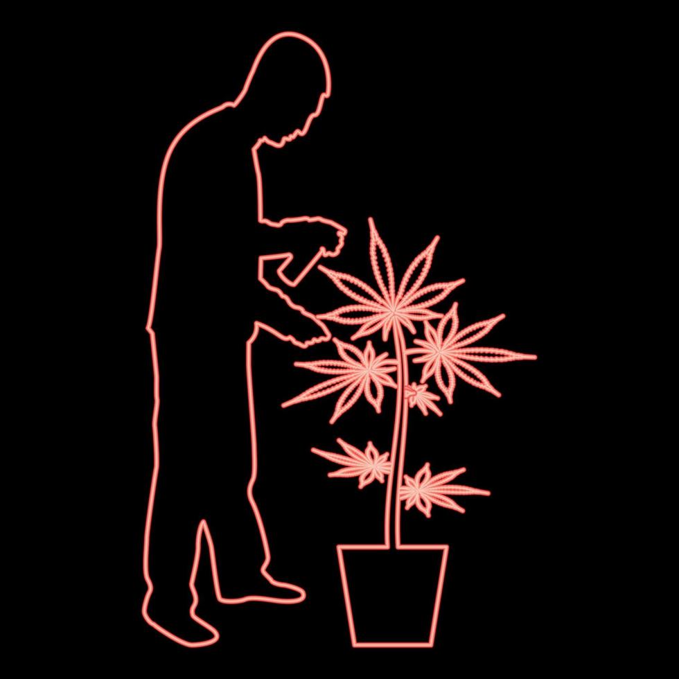 Neon man caring for marijuana plant in pot Water spraying using hand sprinkler Watering Gardening harvesting concept at home red color vector illustration image flat style