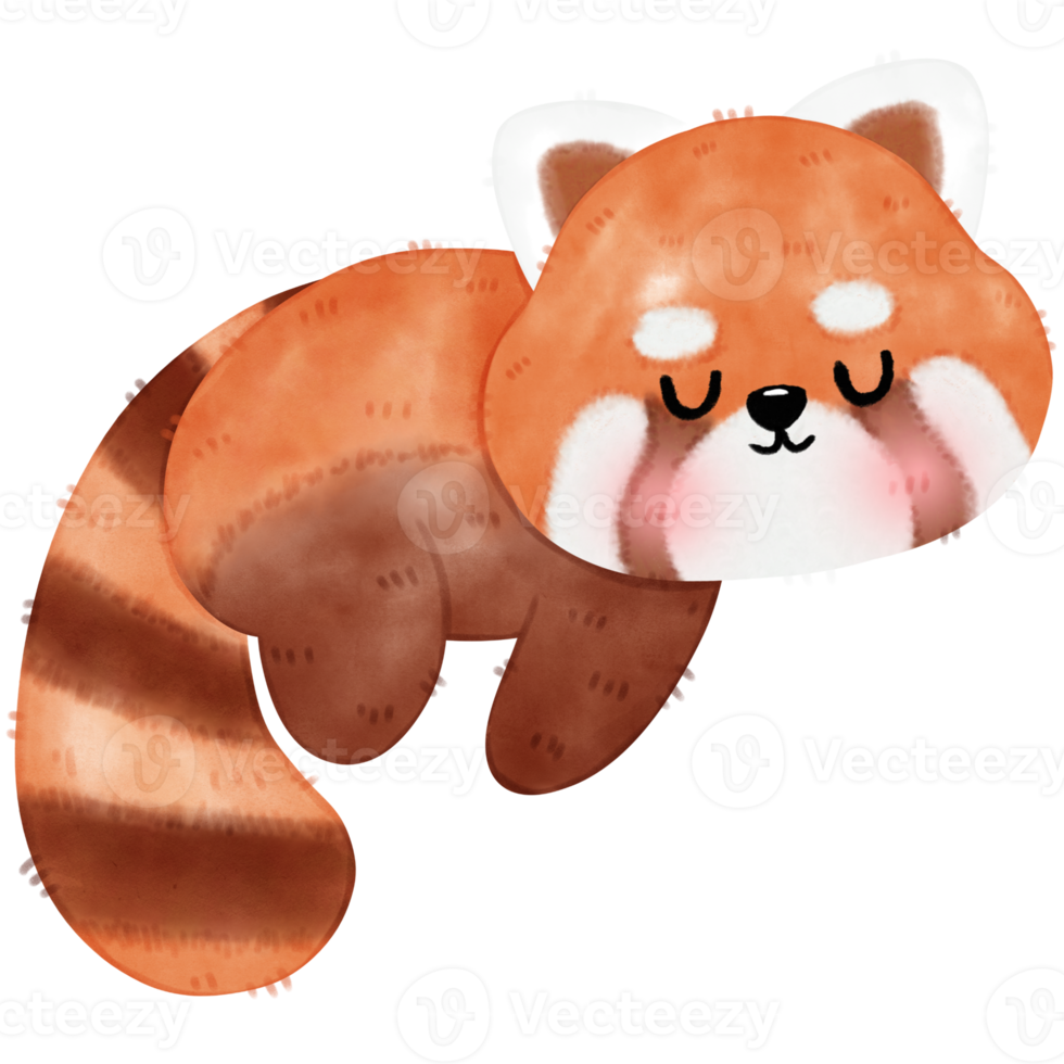 Cute Red Panda Illustration png