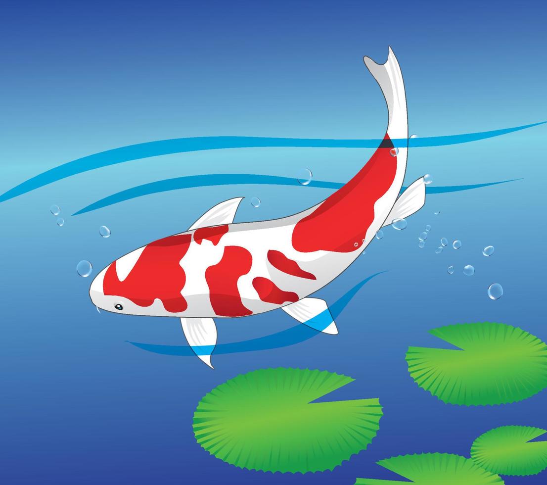 ilustración de koi nadando en el agua vector