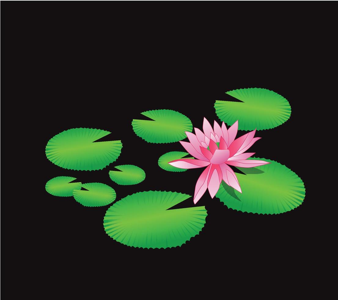 illustration of a lotus flower in the water vector