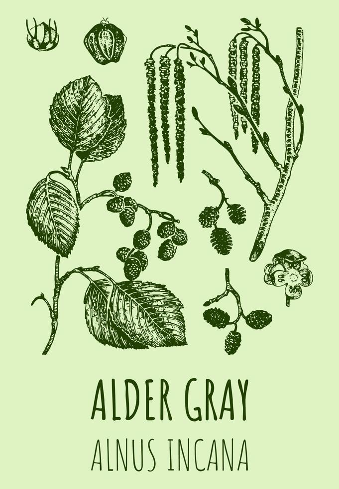Vector drawings of Alder gray. Hand drawn illustration. Latin name ALNUS INCANA.