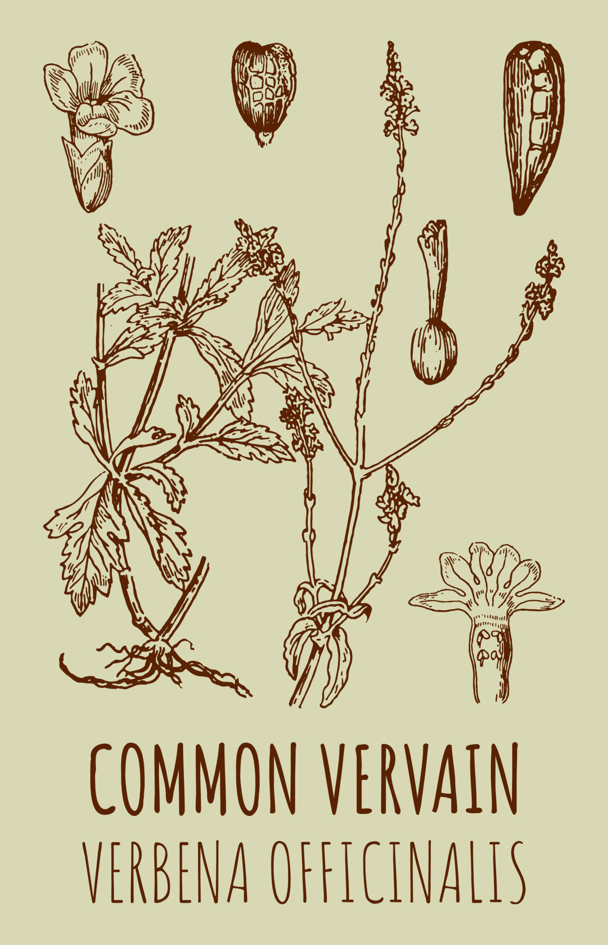 Vector drawings of COMMON VERVAIN. Hand drawn illustration. Latin name VERBENA OFFICINALIS
