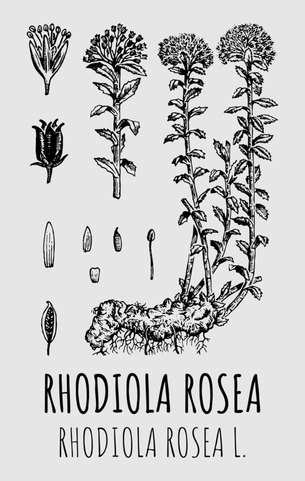 Vector drawings of Rhodiola rosea. Hand drawn illustration. Latin name RHODIOLA ROSEA L.