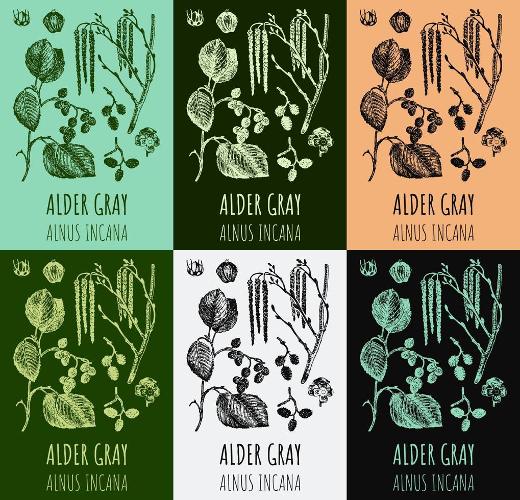 Set of vector drawings Alder gray in different colors. Hand drawn illustration. Latin name ALNUS INCANA.