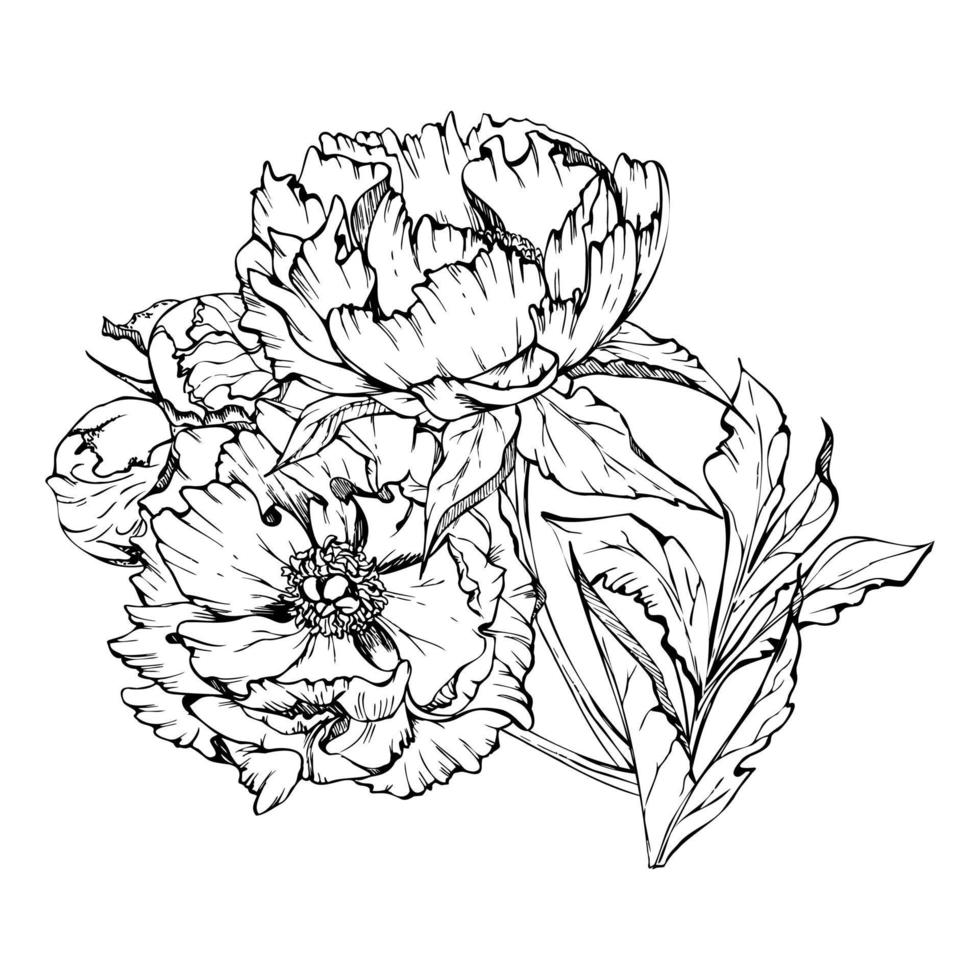 Hand drawn vector bouquet arrangement with peony flowers, buds and leaves. Isolated on white background. Design for invitations, wedding or greeting cards, wallpaper, print, textile