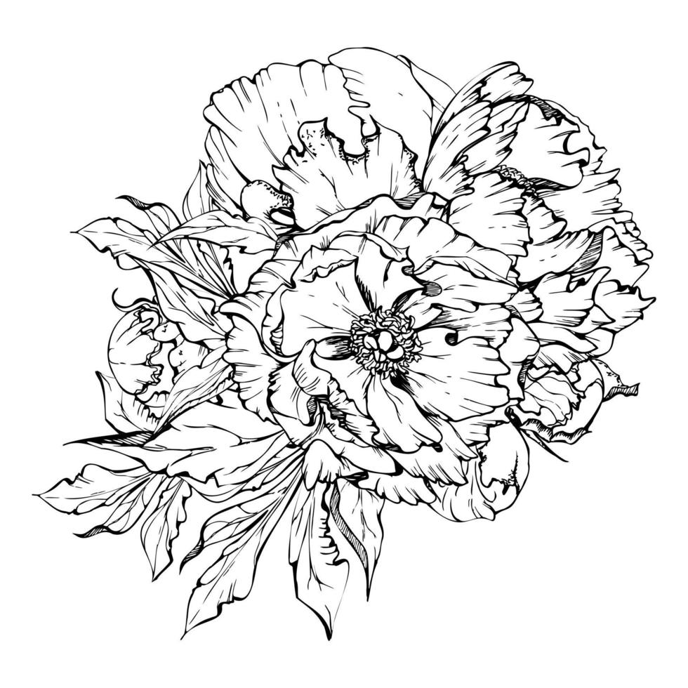 Hand drawn vector bouquet arrangement with peony flowers, buds and leaves. Isolated on white background. Design for invitations, wedding or greeting cards, wallpaper, print, textile