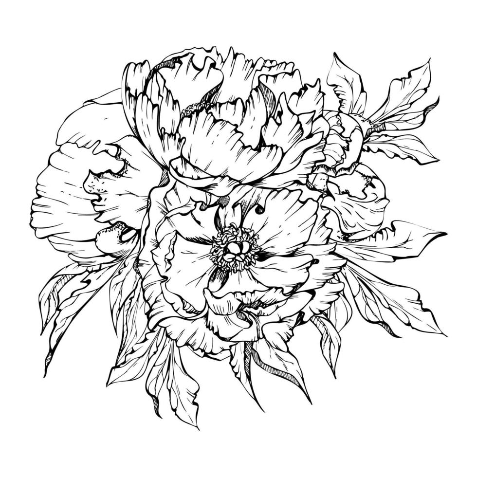 Hand drawn vector bouquet arrangement with peony flowers, buds and leaves. Isolated on white background. Design for invitations, wedding or greeting cards, wallpaper, print, textile