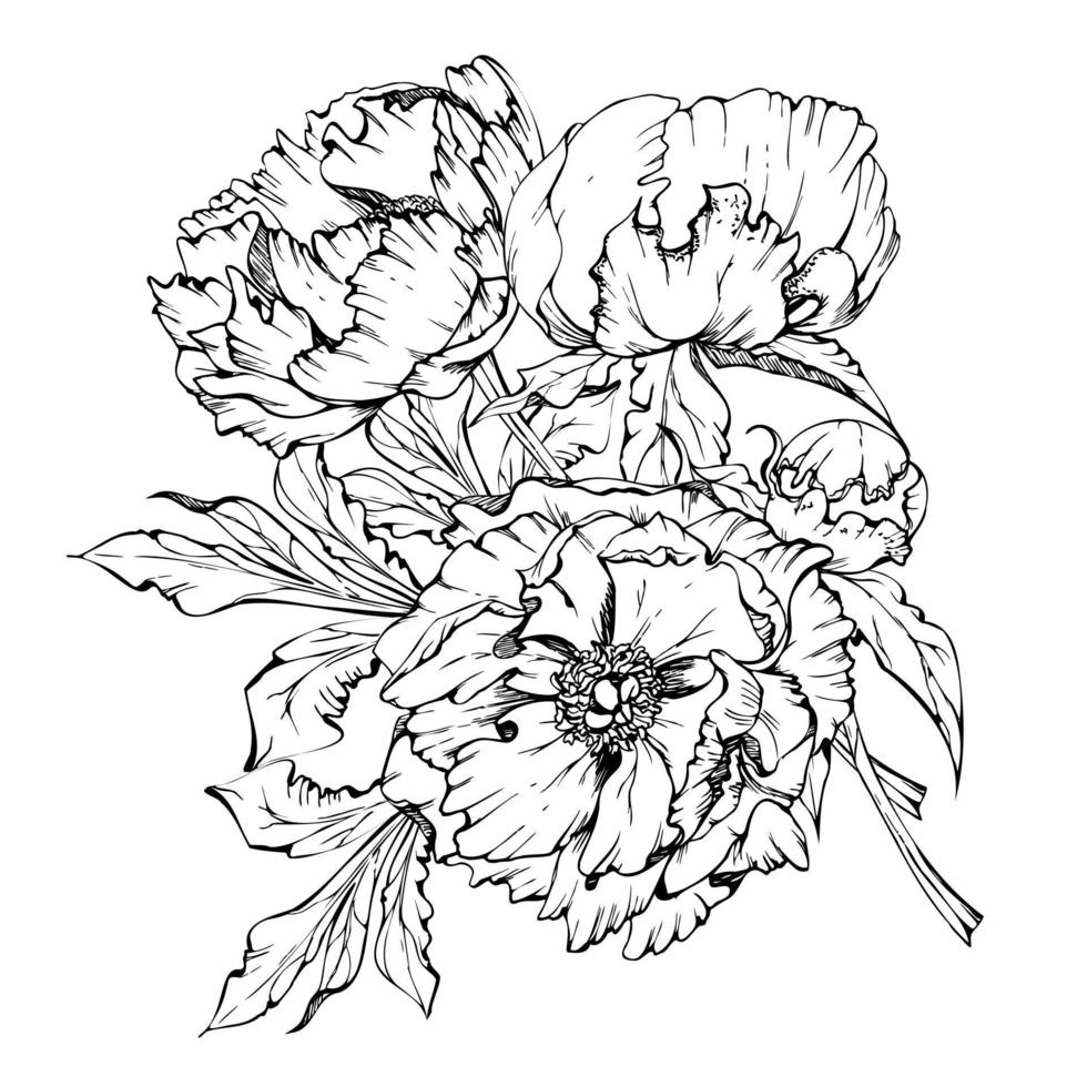 Hand drawn vector bouquet arrangement with peony flowers, buds and leaves. Isolated on white background. Design for invitations, wedding or greeting cards, wallpaper, print, textile