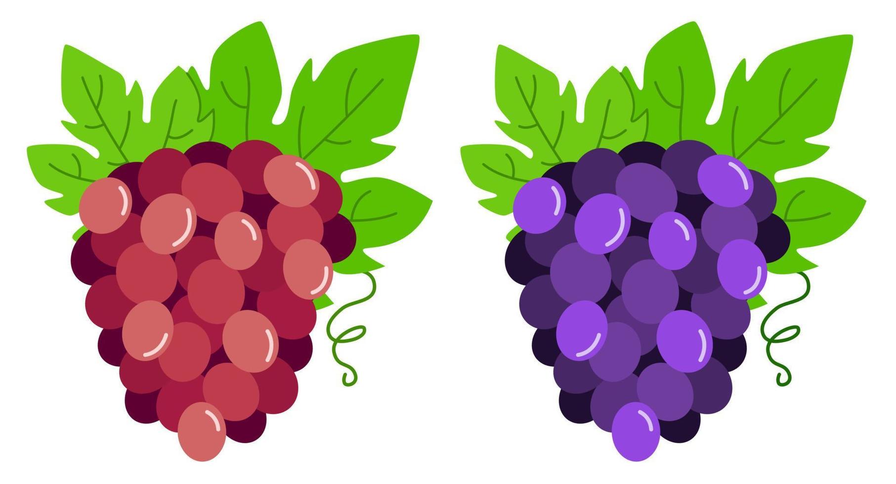 Bunches of violet and red grapes. Vector illustration of grapes with leaves.