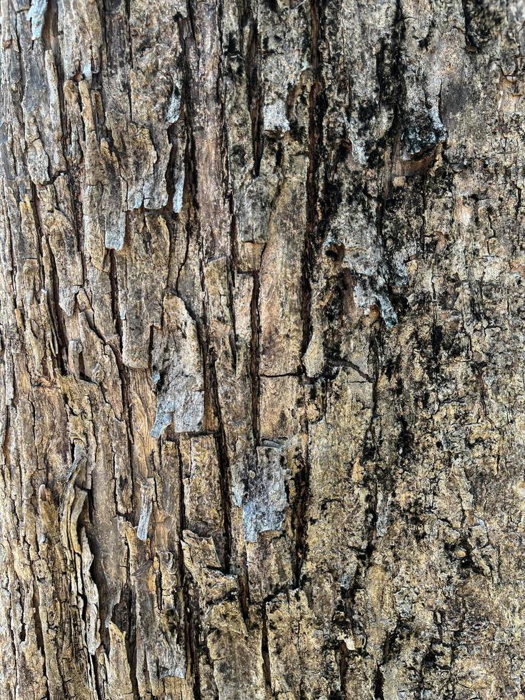 surface of an old tree trunk. side view of an tree trunk texture. photo