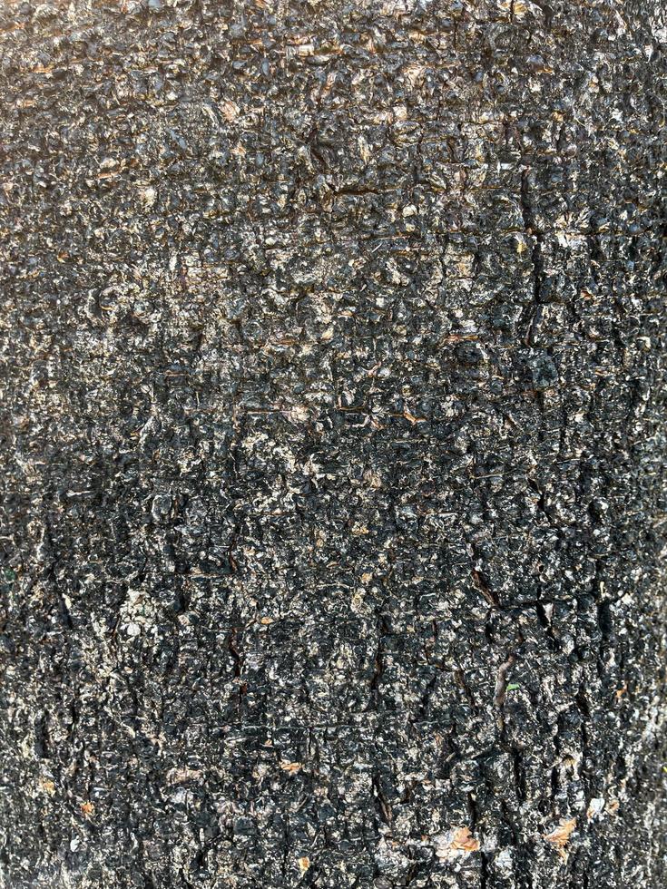 surface of an old tree trunk. side view of an tree trunk texture. photo
