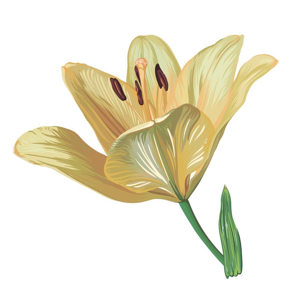 yellow lily flower isolated on white background. realistic vector graphics