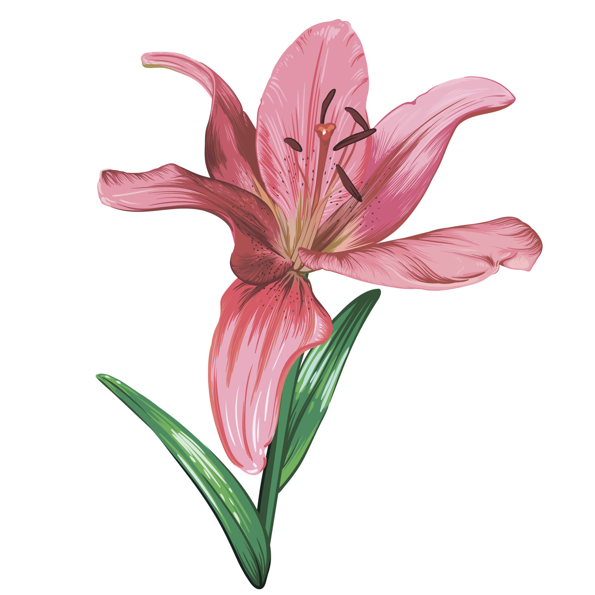 pink lily flower isolated on white background. green leaves, buds, pink