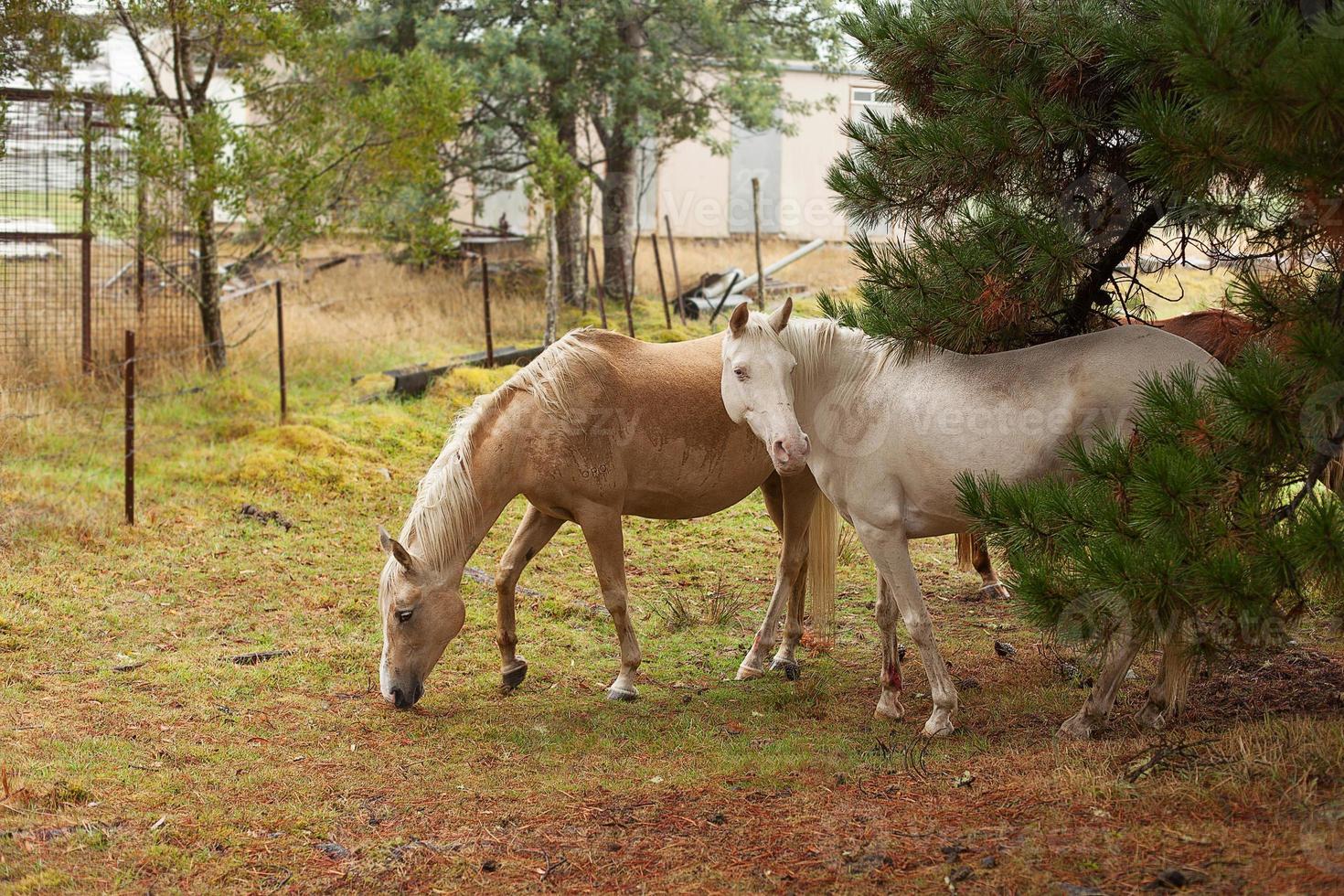 Horses in the rain 17201712 Stock Photo at Vecteezy