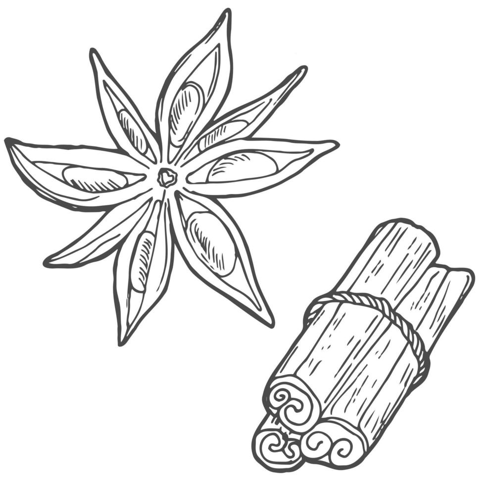 los palitos de canela y el anís estrellado están dibujados a mano. vainas de canela enteras texturizadas y flores de anís en estilo garabato. ilustración vectorial aislada con trazos. vector