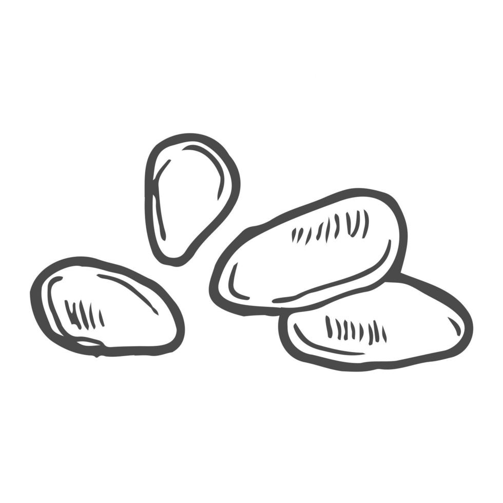 Seeds of seasonings and spices, sesame, pepper, poppy seeds, cumin, coriander. Vector illustration in manual doodle style