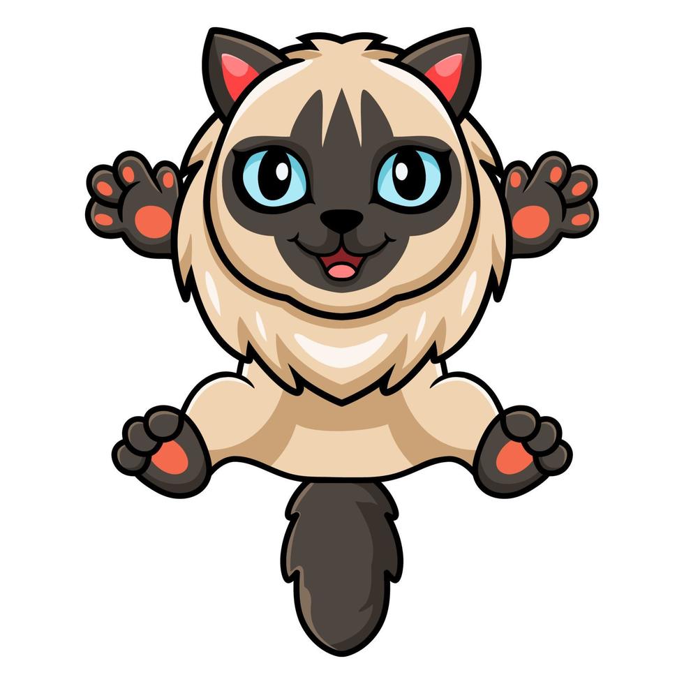 lindo, gato balinés, caricatura, posar vector