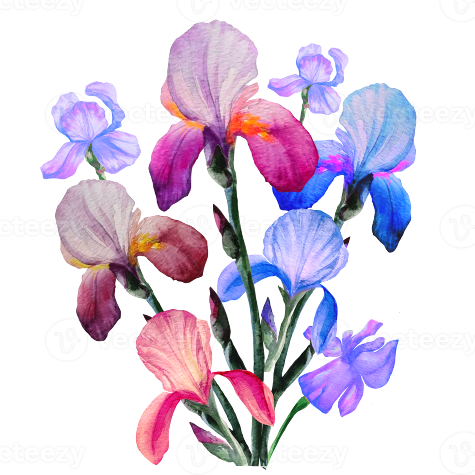 bouquet of flowers irises watercolor drawing png