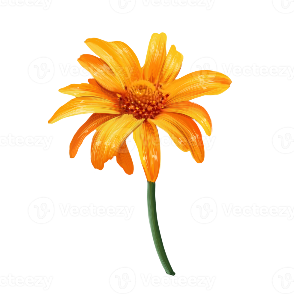 heliopsis flower illustration png