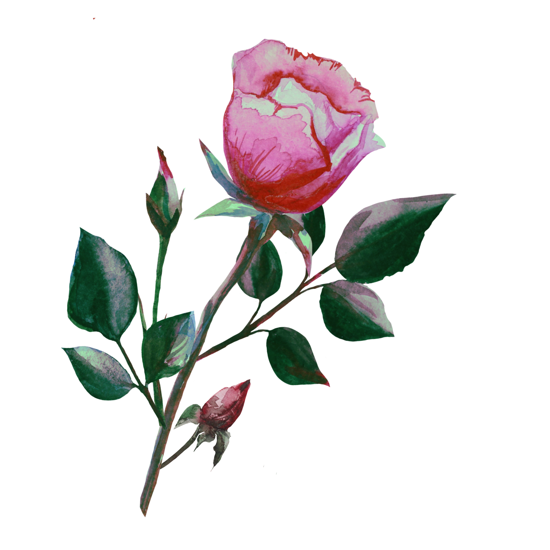 Free rose watercolor illustration 17207161 PNG with Transparent Background