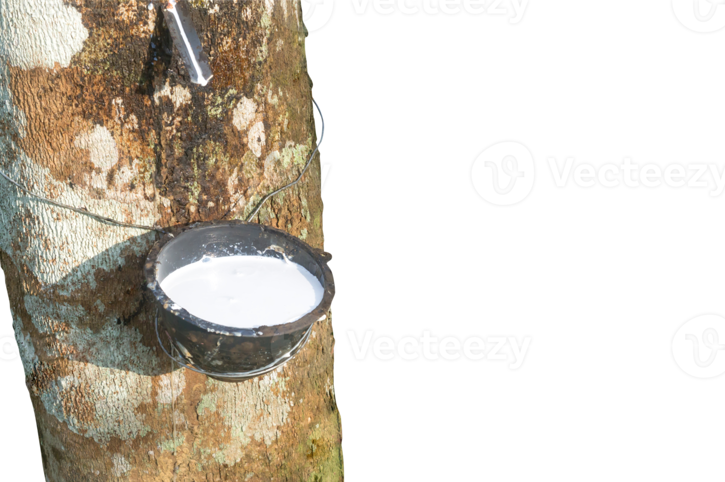 Rubber tree providing great yield of natural rubber latex tapped or extracted from rubber tree inplantation isolated on white background in png file format, Concept of great yield from agriculture