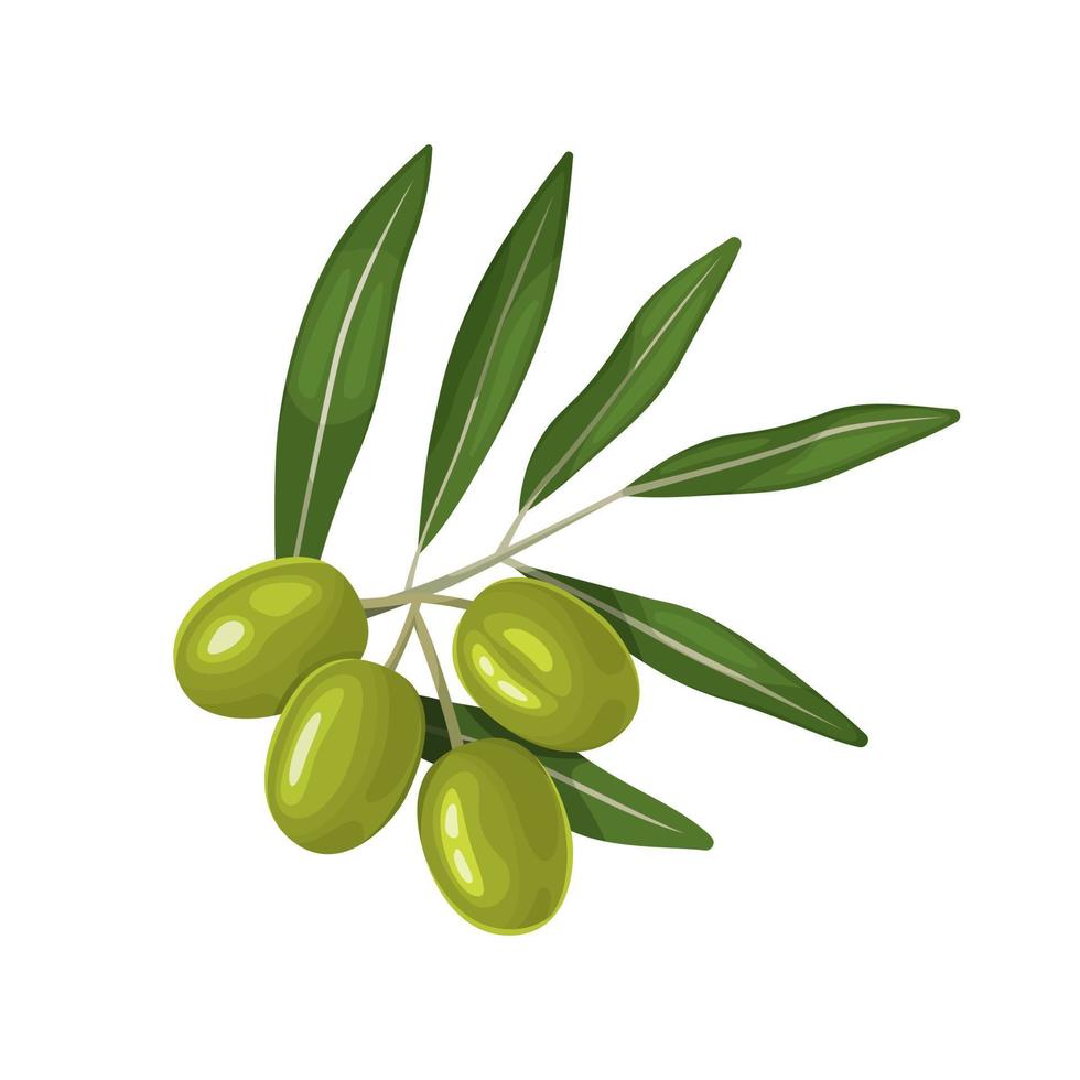 Small sprig with green leaves and ripe olives. vector