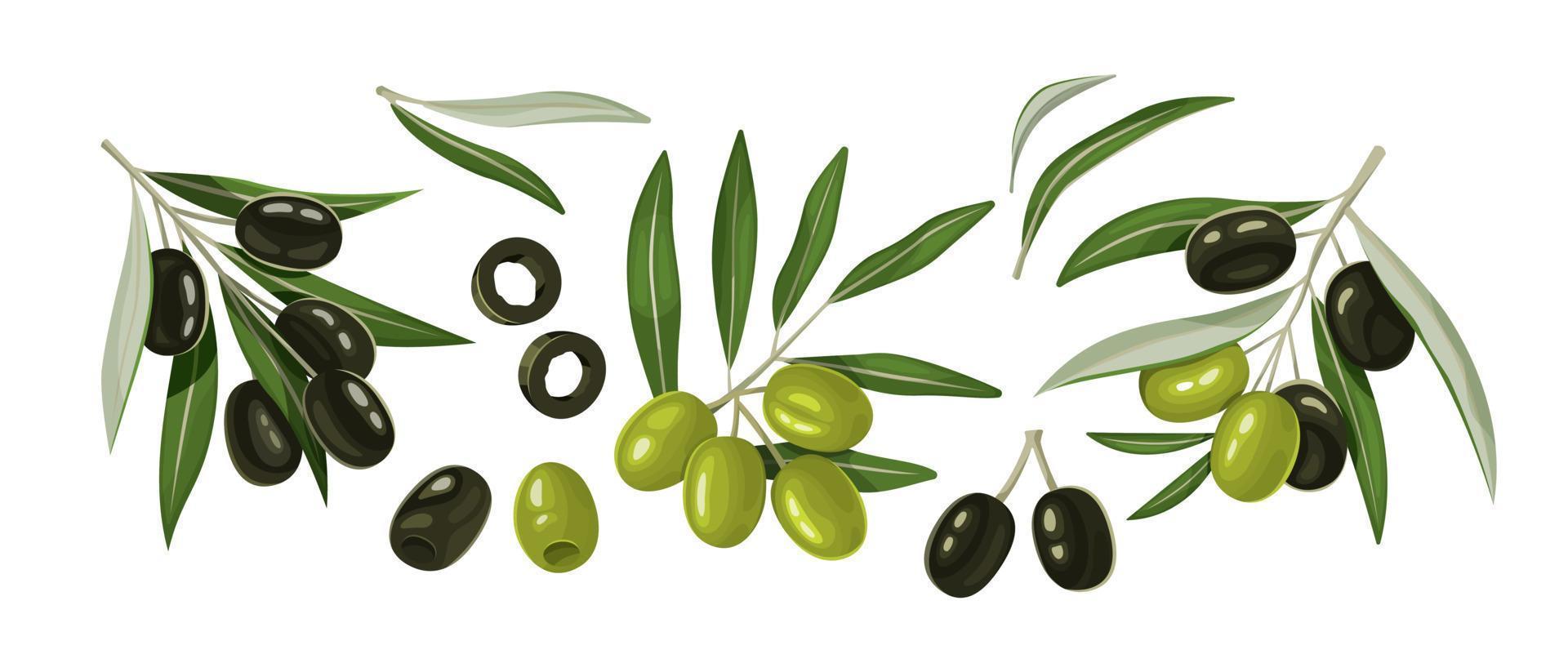 Black and green olives and branches isolated on white background. vector