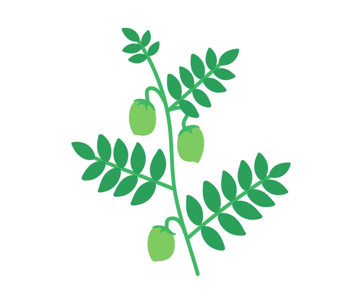 Plant with green pods chickpea, stem of legume. Branch with ripe beans. Vector Illustration