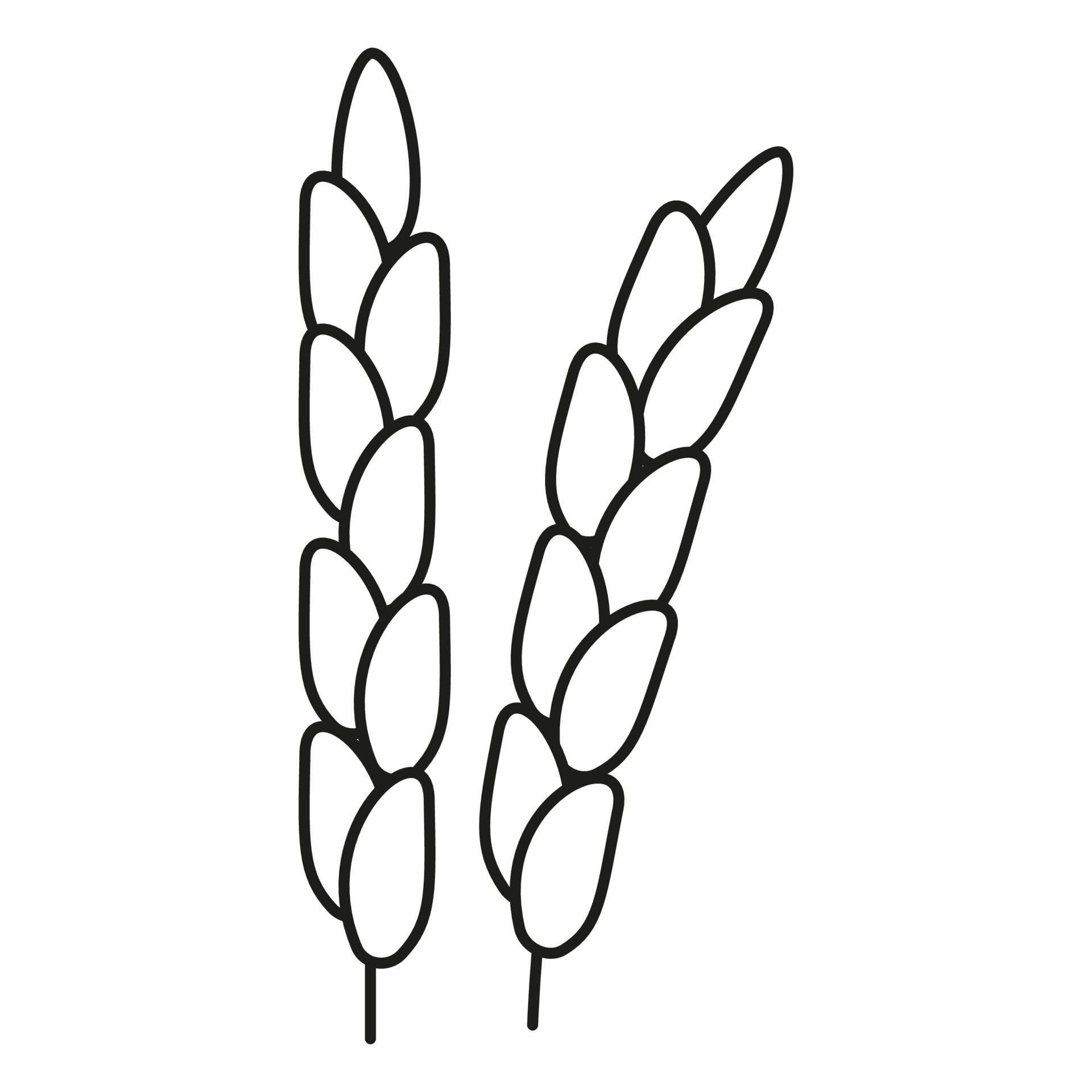 Rice grain ear, line art icon. Linear sketch, outline spica plant for