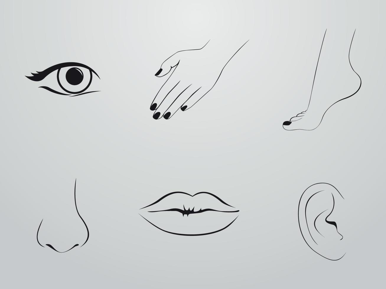 Body parts illustration vector