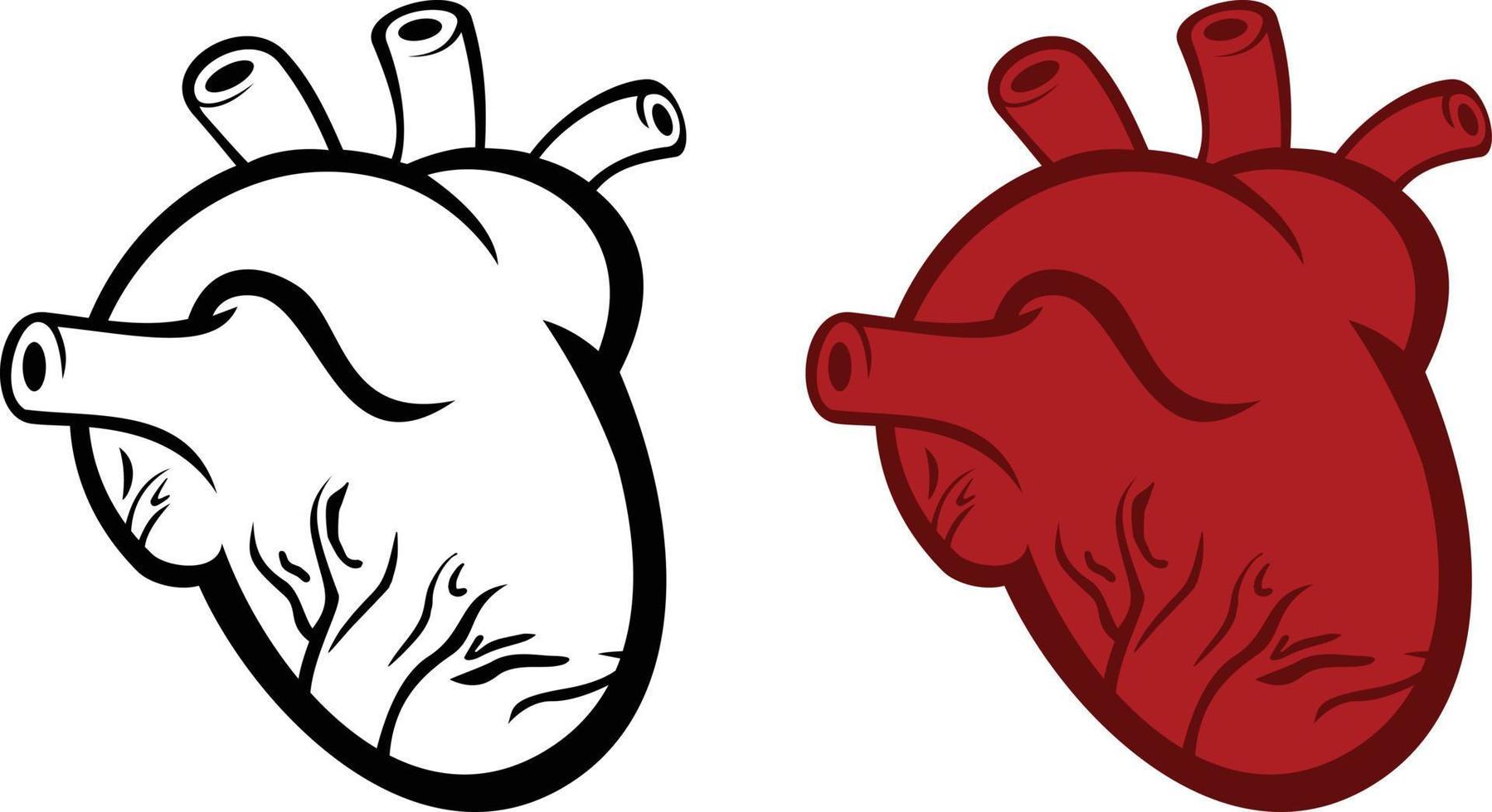 corazón humano anatómico simplificado vector