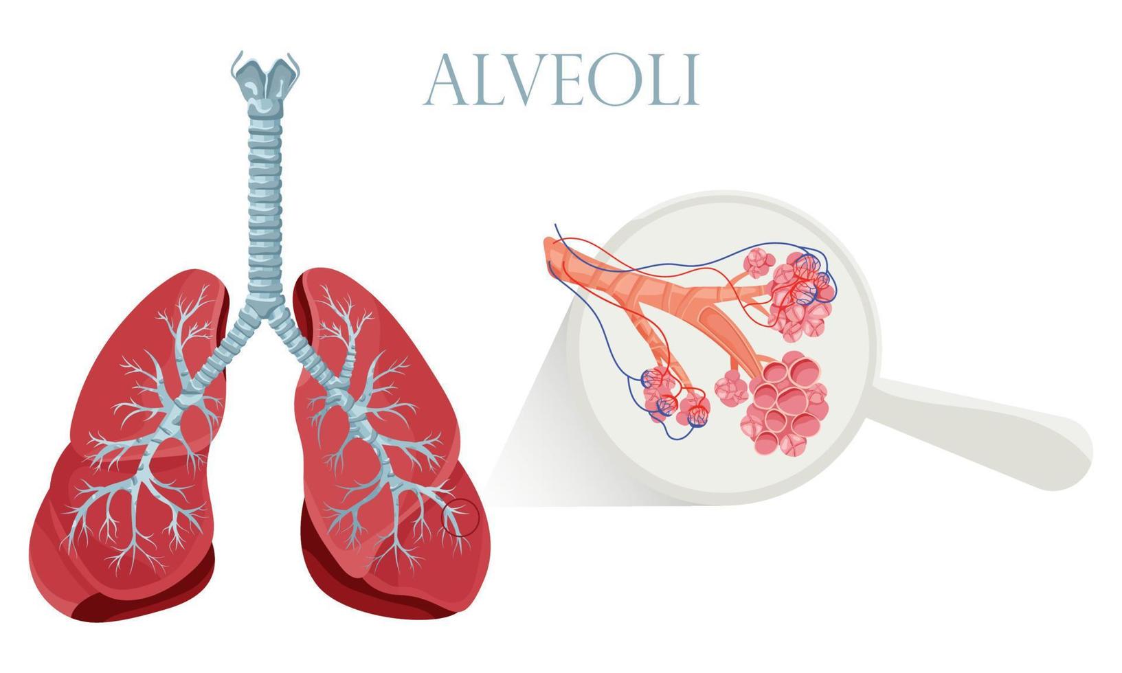 Lungs with detailed alveoli structure vector