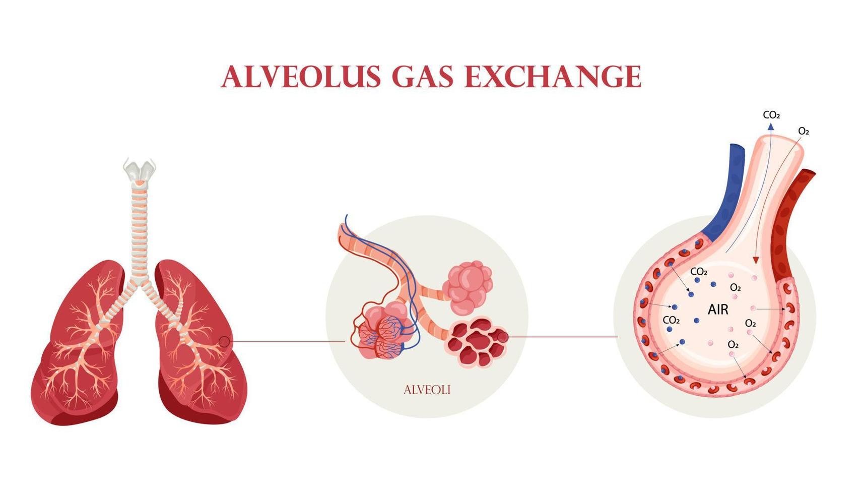 Human lung anatomy, alveoli structure and gas exchange scheme vector