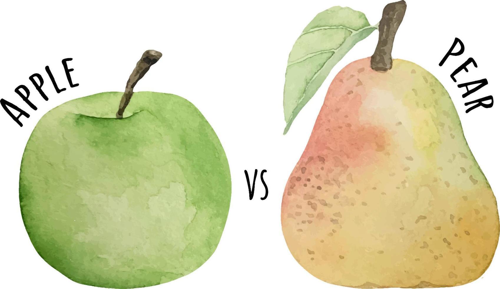 Watercolor illustration fresh raw fruit. Apple and pear. vector