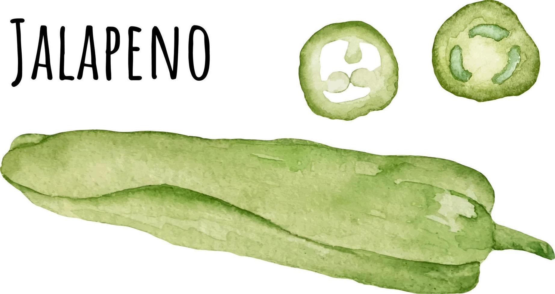 ilustración acuarela de jalapeño fresco y caliente. especias frescas de América Latina. comida latinoamericana. acuarela de verduras crudas. amante del jalapeño vector