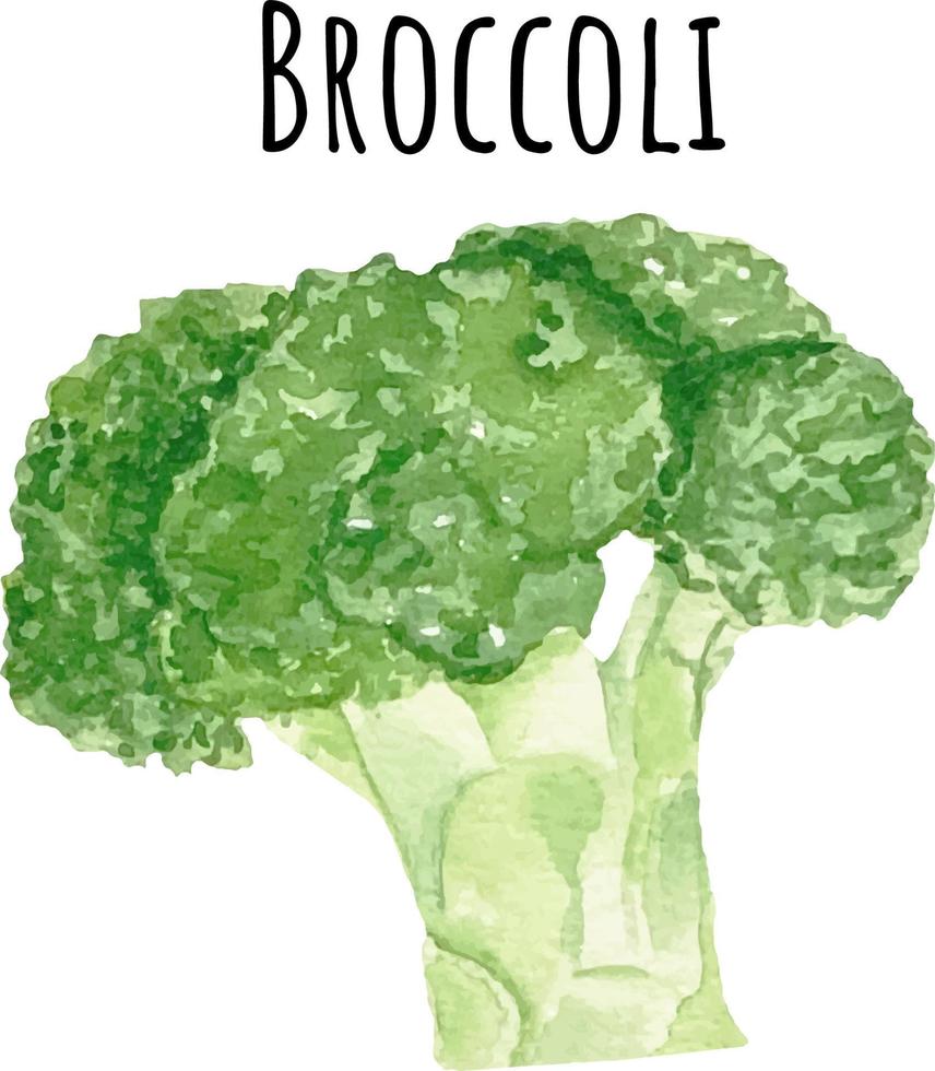 Watercolor illustration of green broccoli. Fresh raw vegetables. Broccoli lover illustration vector